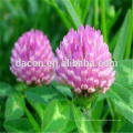 Red Clover Isoflavonoids 40%